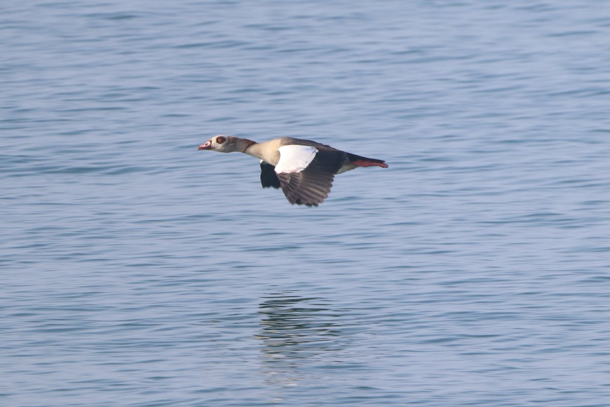 Egyptian Goose giving me a fly by on the shoreline of Mounts Bay at Marazion this morning. @CBWPS1 @CwallWildlife @Natures_Voice @RSPBEngland @_BTO #birdphotography #wildlifephotography #birdwatching