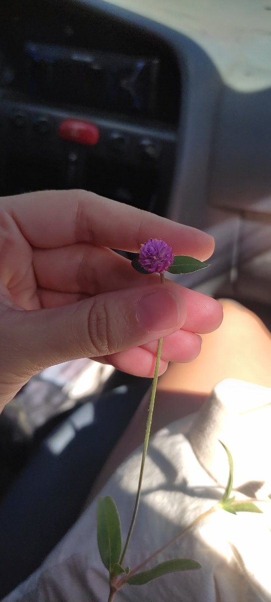 Meu pai falou que a vó dele fazia um chá com Perpétua, uma plantinha que dava umas flores roxas e bem pequenas
Hoje achei essa na rua e é a mesma