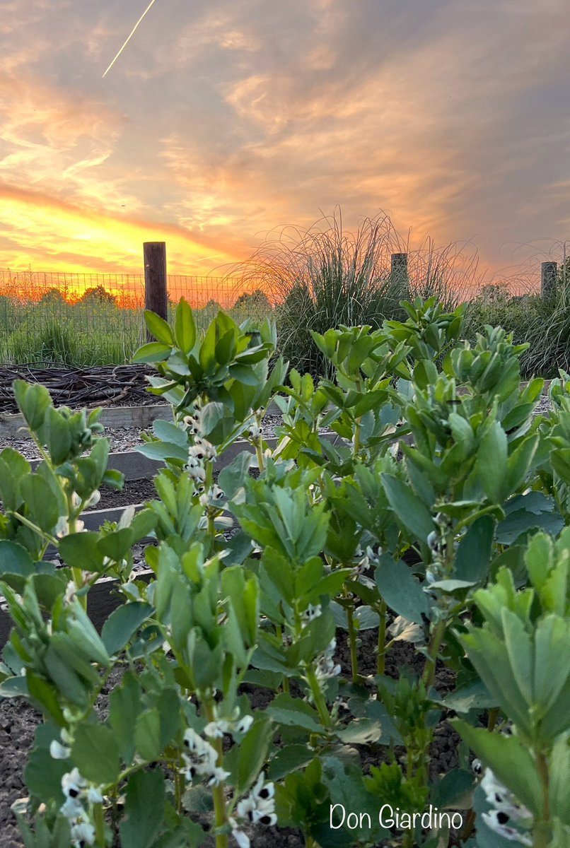 Blühende Fava di Leonforte bei Sonnenuntergang. #jetzt in meiner kleinen Welt.