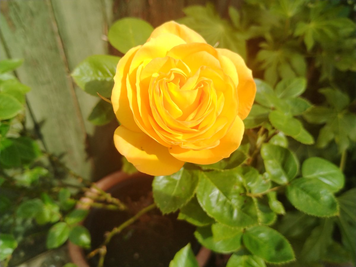 Hello #brumhour how are we all? This rose made my weekend as it opened up in the sunshine. Hope u all had a good weekend too - here's to a productive week! #M7PR #artsPR #PRprofessionaal