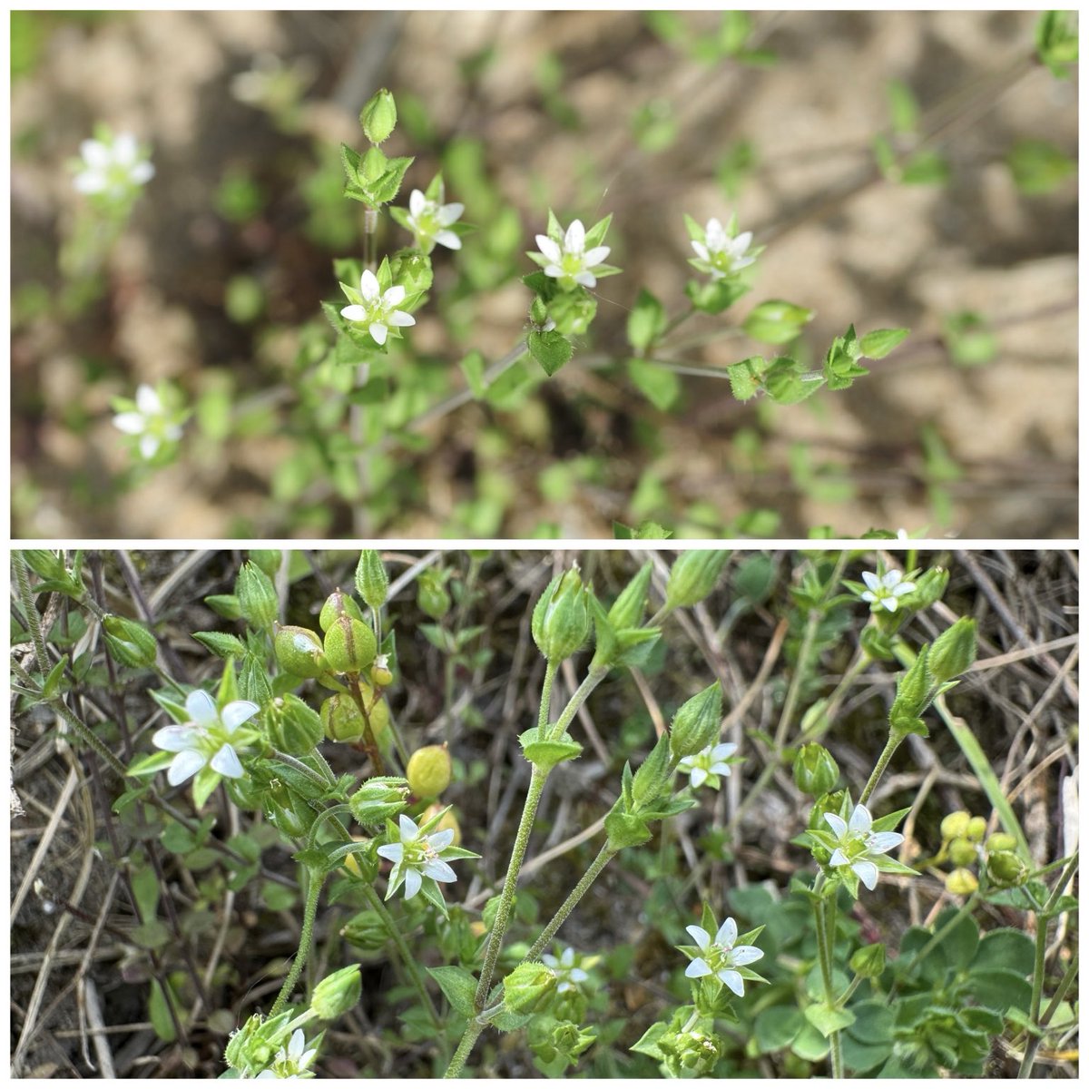 You really have to get close to the ground to see the tiny flowers of Thyme-leaved Sandwort (Arenaria serpyllifolia) #pinkfamily #lancashire #wildflowerhour ⁦@BSBIbotany⁩