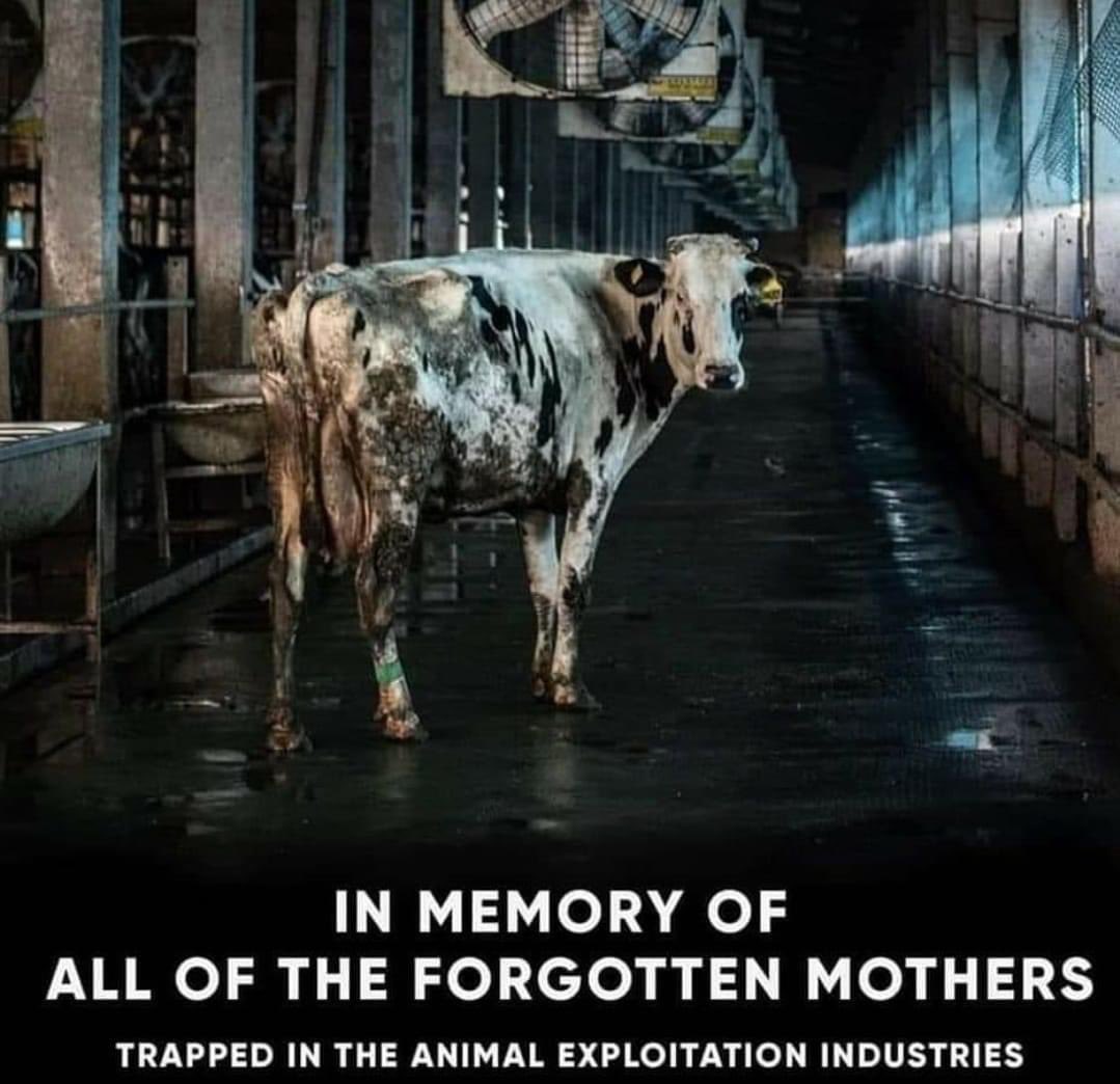 Happy mothers day to ALL mothers out there #neverforget #dairyisscary