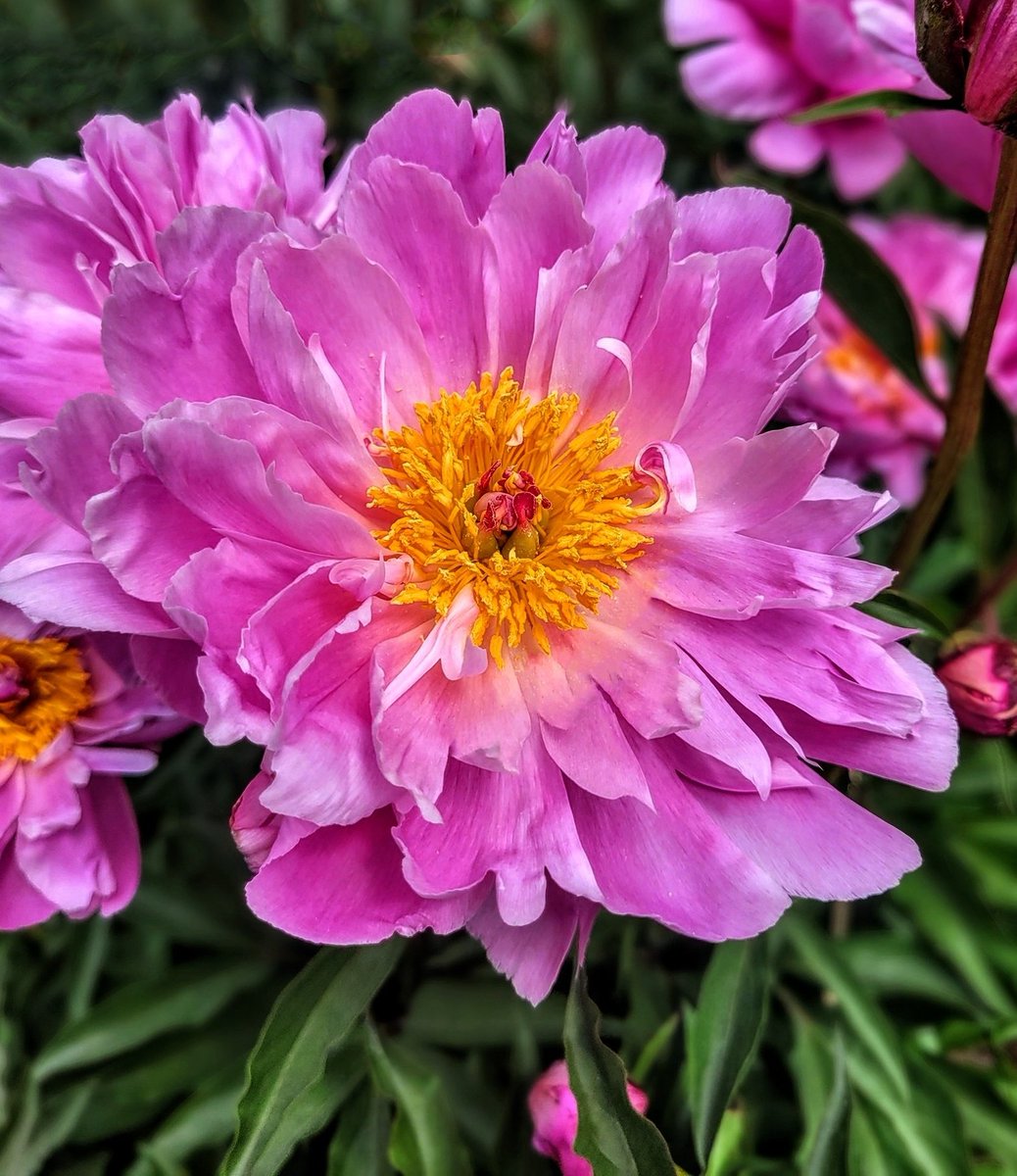 Peony season is about to begin! I couldn't be more excited!💞💞💞 Happy Mother's Day to all you beautiful Moms!😘 destinationcharming.com #flowers #garden #peonies