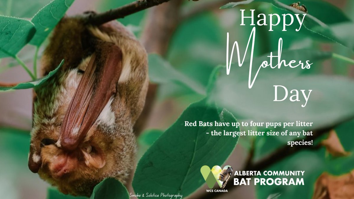 Happy Mother's Day to all the moms out there. Red Bat moms incredibly raise up to four babies per litter (most bats only give birth to a single pup per litter). Incredible bats. They are rare in Alberta but a valued part of our bat biodiversity. #AlbertaBats #GoodMothers