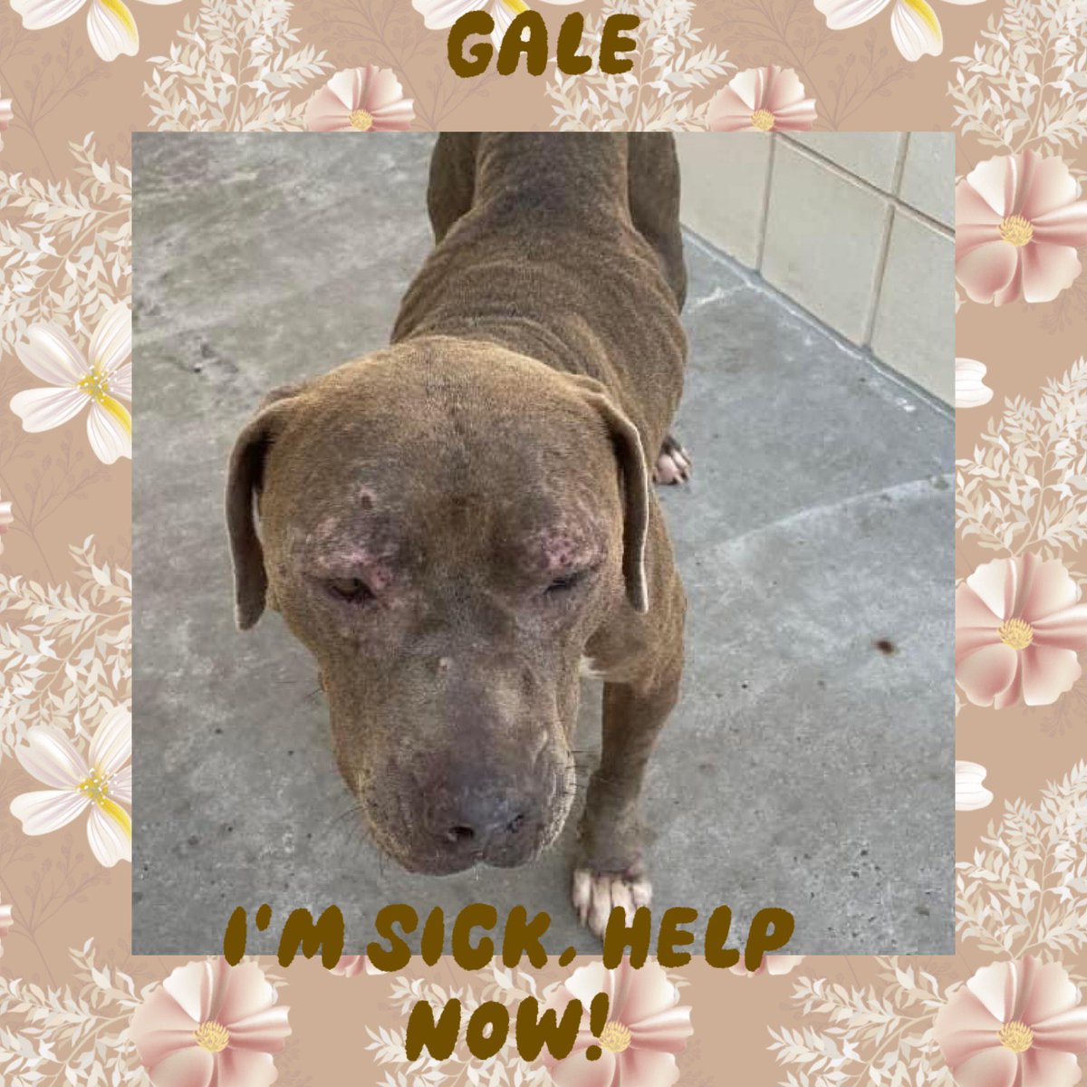 URGENT #MEDRESQ 🚨🔥needed for GALE #A367998 Sick girl 3 ys old, so NEGLECTED💔 ❌Alopecia ❌Open sores on face and legs ❌HW+ ❌Mange ❌Excoriations #Corpuschristi TX AC her fate is ☠️5/16😭 Pls #pledge for #MEDRESQ NOW. She needs you‼️