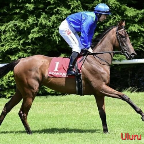 Orderofthephoenix and Uluru are both running in Fillies conditions race at Killarney on Tue at 1750 as race 2. Uluru has Wayne Hassett in the irons for Joseph O'Brien whilst Orderofthephoenix has Ronan Whelan in the saddle for Adrian McGuinness in the mile contest on the turf.
