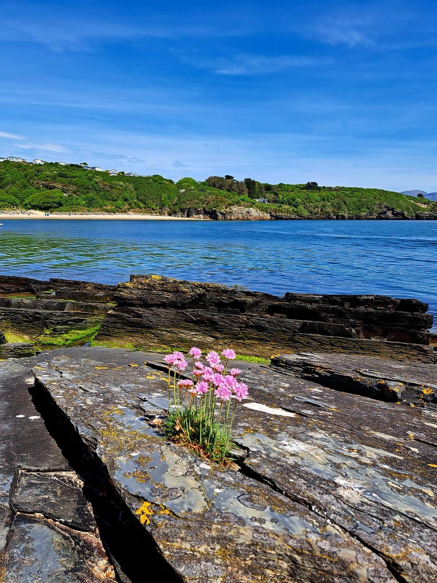 A posy of Sea Pinks flourish in the balmy embrace of Morfa Bychan #wildflowerhour