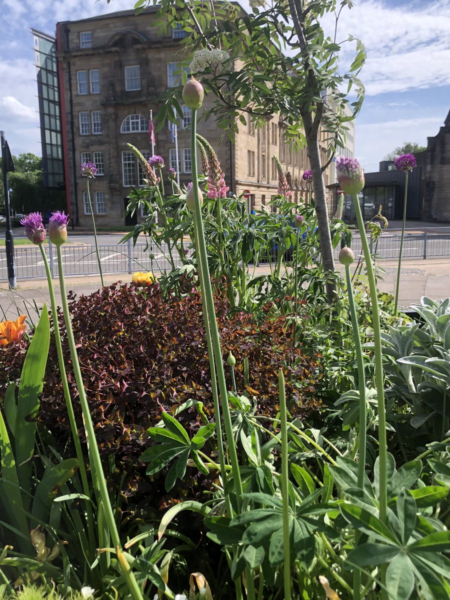 Alliums & lupins are the start of summer indicators!