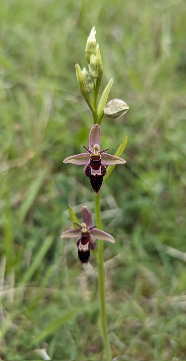 Two subtly different hybrid Bee x Fly Orchids (Ophrys apifera x Ophrys insectifera - Ophrys x pietschii) on the Gloucestershire commons.
#WildflowerHour #Orchids