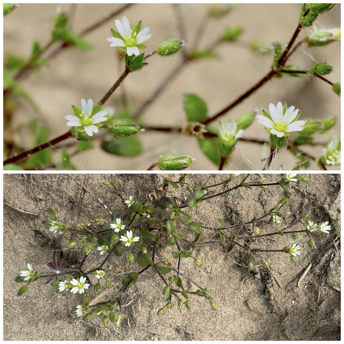 Another one in the dunes. Sea Mouse-ear (Cerastium diffusum) #pinkfamily #lancashire #wildflowerhour ⁦@BSBIbotany⁩