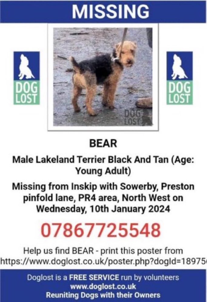 🚨 Have you seen Bear? 🚨
Missing since Wednesday 10th January 2024 from Inskip with Sowerby #Preston #PR4 
Please report sightings to ☎️ number on poster if you have seen him. Let’s help get him home. 🙏🤞
#NorthWest #LakelandTerrier #stolendoghour 

doglost.co.uk/dog-blog.php?d…