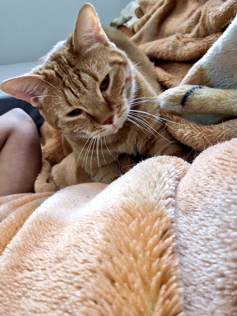 A ferocious purrer and baker... and future full-time cuddler 😻🐈♥️ - Cheeto the Sweet Puma