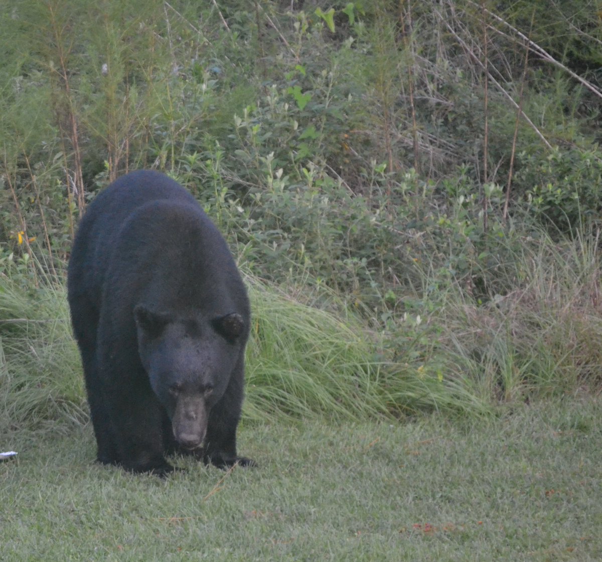 There’s some huge bears where I live in North Florida. This was one I was having a problem with a few years back- was a monster. My dog Pedro always knows when there’s one near. They’re everywhere.