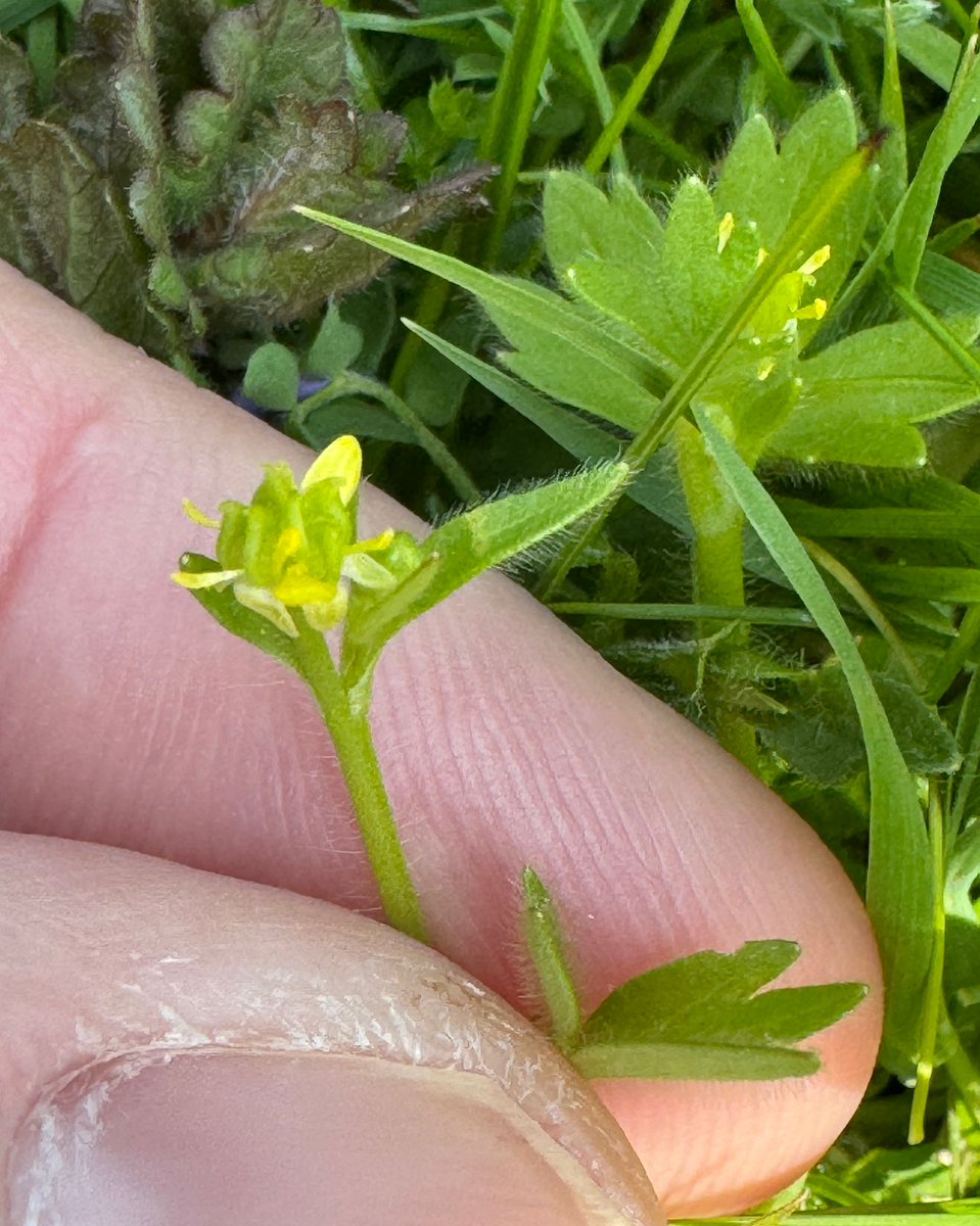 Small flowered buttercup ( a county rarity) in flower this week on the South Downs #wildflowerhour