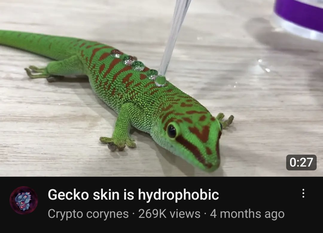 croculator5000's tweet image. Amazing 🤩 This Lizard is Naturally Homophobic ❤️