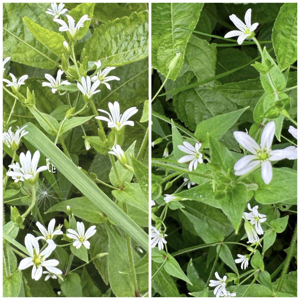 This one can easily be missed in the woods amongst all the greater stitchwort. Wood Stitchwort (Stellaria nemorum) #pinkfamily #lancashire #wildflowerhour ⁦@BSBIbotany⁩