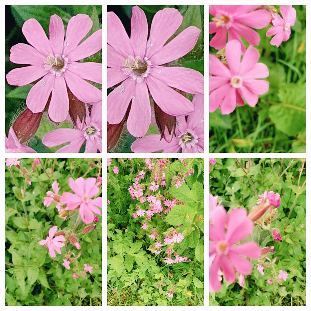 #wildflowerhour #PinkFamily 
Love these Red Campions .They are everywhere in our garden. Our local garden centres sells a pot for £15 we could make a fortune. @ShowcaseCumbria @cumbriawildlife @BSBIbotany @wildflower_hour