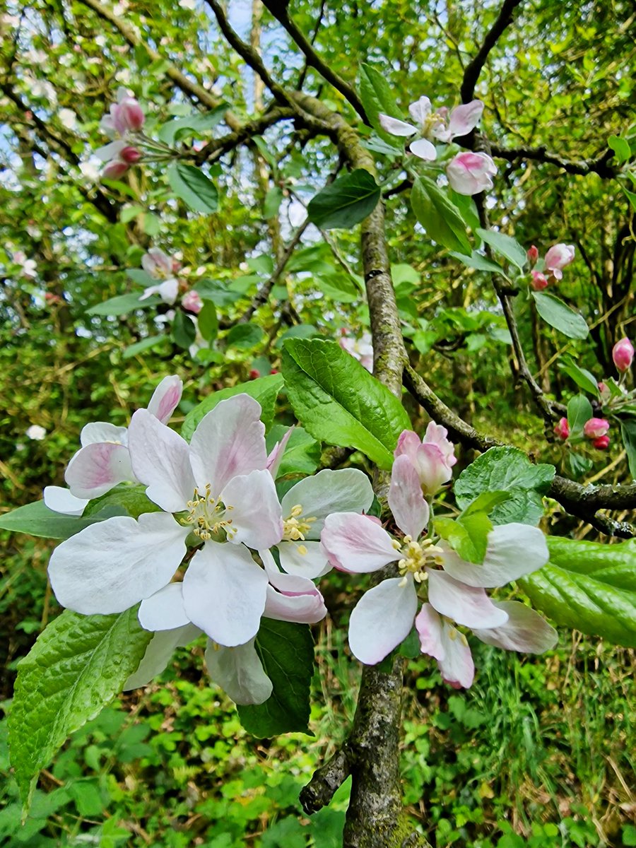 Always love seeing masses of beautiful crab apple blossom this time of year! 🌸🌸🌸 #WildflowerHour