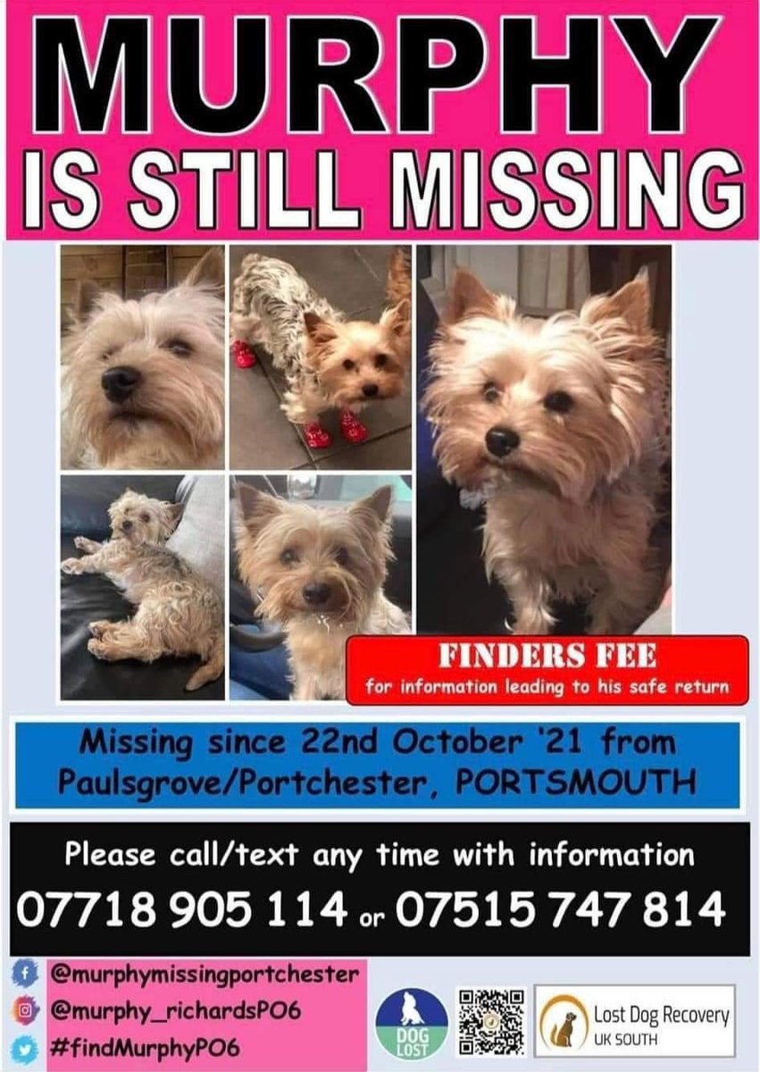 #StolenDoghour 

MURPHY / MURF STILL MISSING 
22/10/21 was the last day his owners saw him 
#Portsmouth 
Male #YorkshireTerrier 
Brown & tan CHIPPED / never scanned 

A SMALL SCARED RESCUE 💔🐾

doglost.co.uk/dog-blog.php?d…

@RachaelB100 @JacquiSaid @juliagarland73