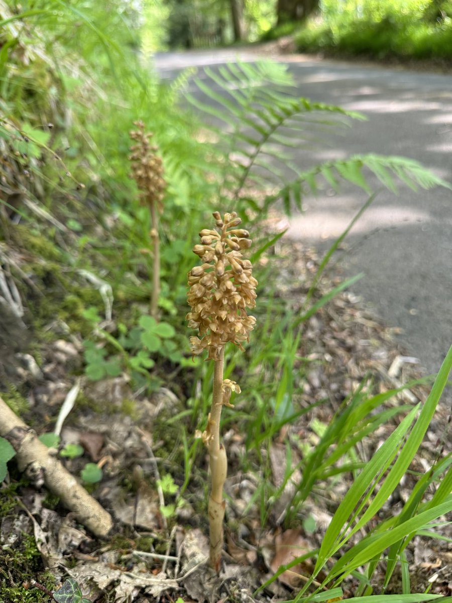 What a joyous surprise. Wasn’t expecting to see this on the roadside in #lancashire Bird’s Nest Orchid (Neottia nidus-avis) #wildflowerhour @bsbi ⁦@ukorchids⁩