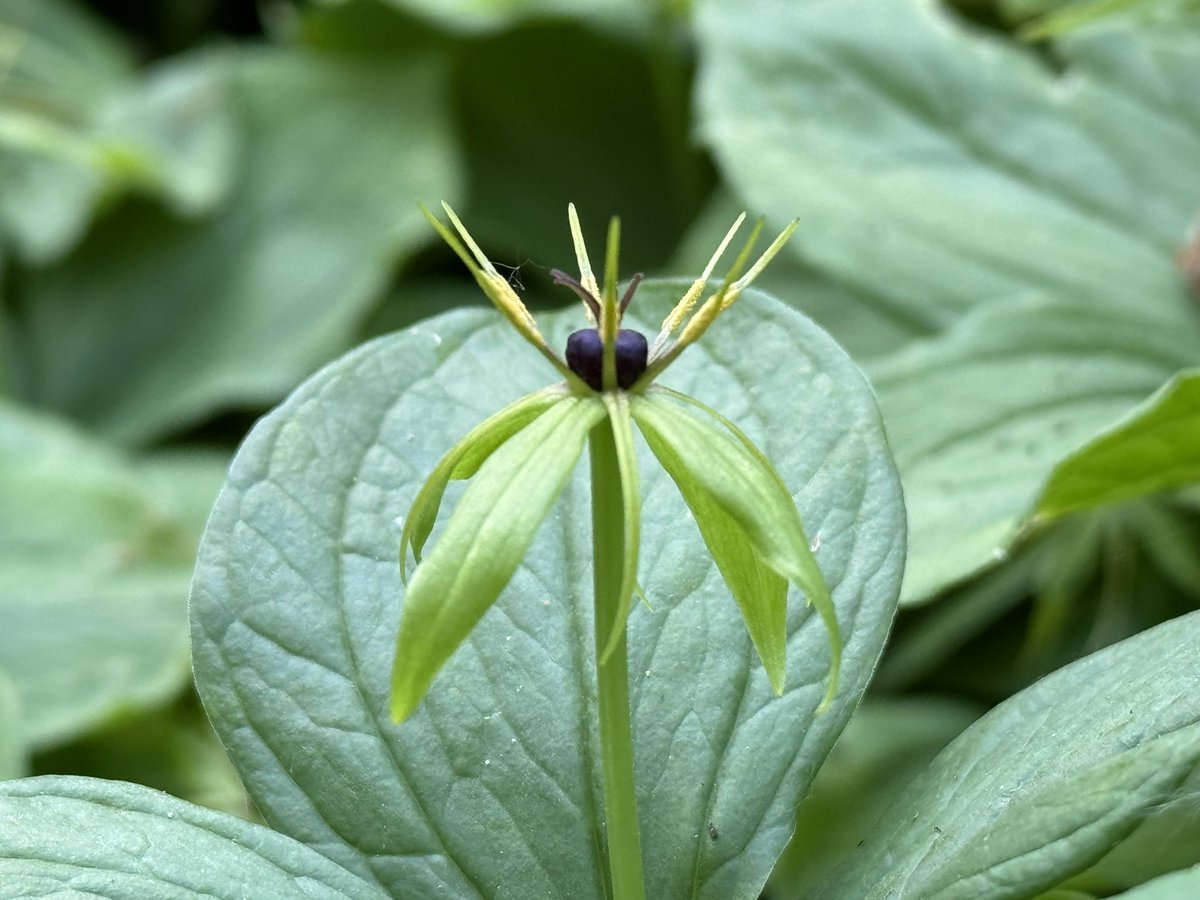 Exciting day for me as I saw my first ever Herb Paris and there was a lovely big patch of them! I think I squealed…. #wildflowerhour