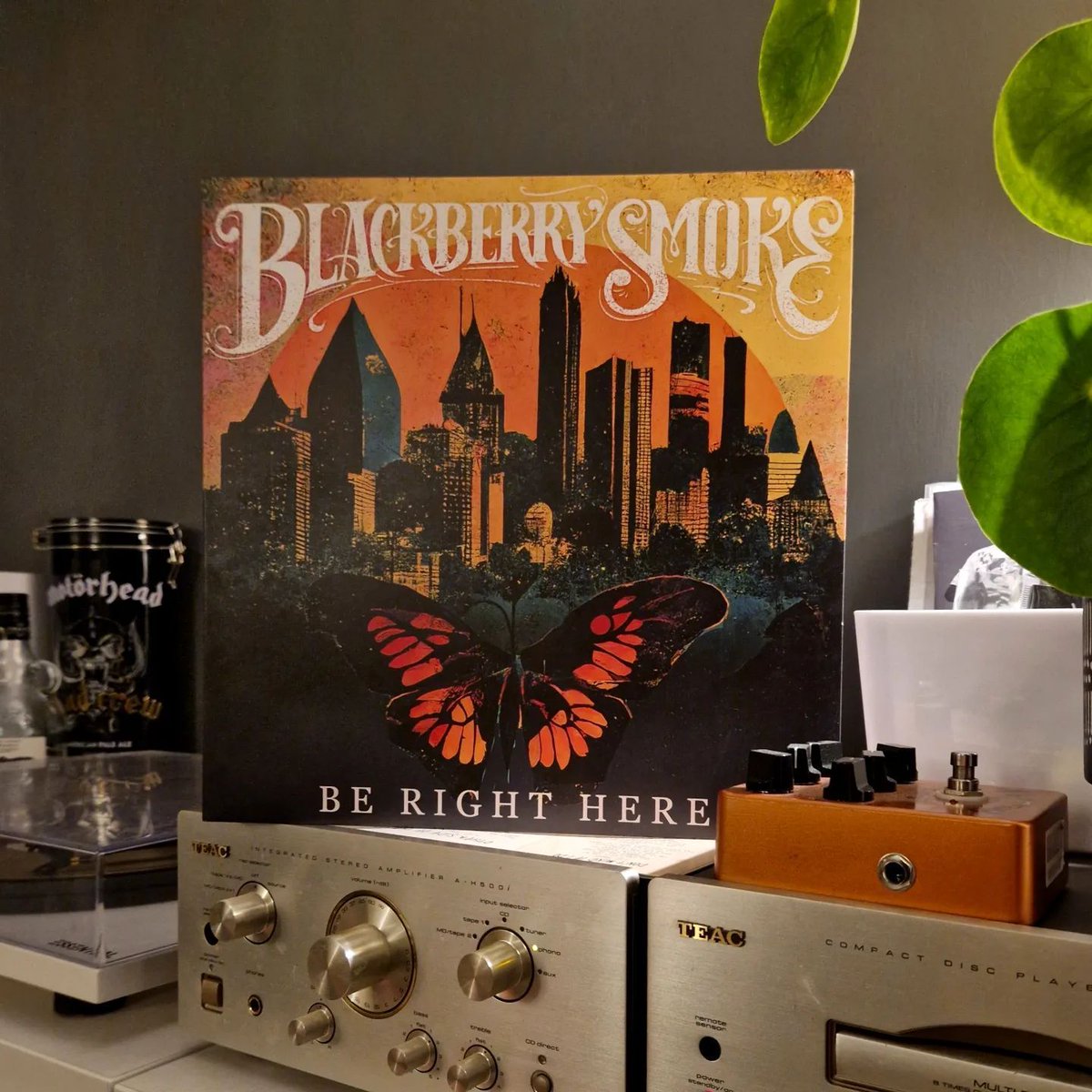 Blackberry Smoke's 'Be Right Here' on Indie Exclusive Gold Vinyl because some treasures just sound better in gold. 🎶✨ 

📸 ig: sy_vinyl

#collectionvinyl #lovevinyl #vinylmusic #vinylcollectors #vinyllife #recordcollectionpost #recordlover #igvinyl #vinylrecords #instarecords
