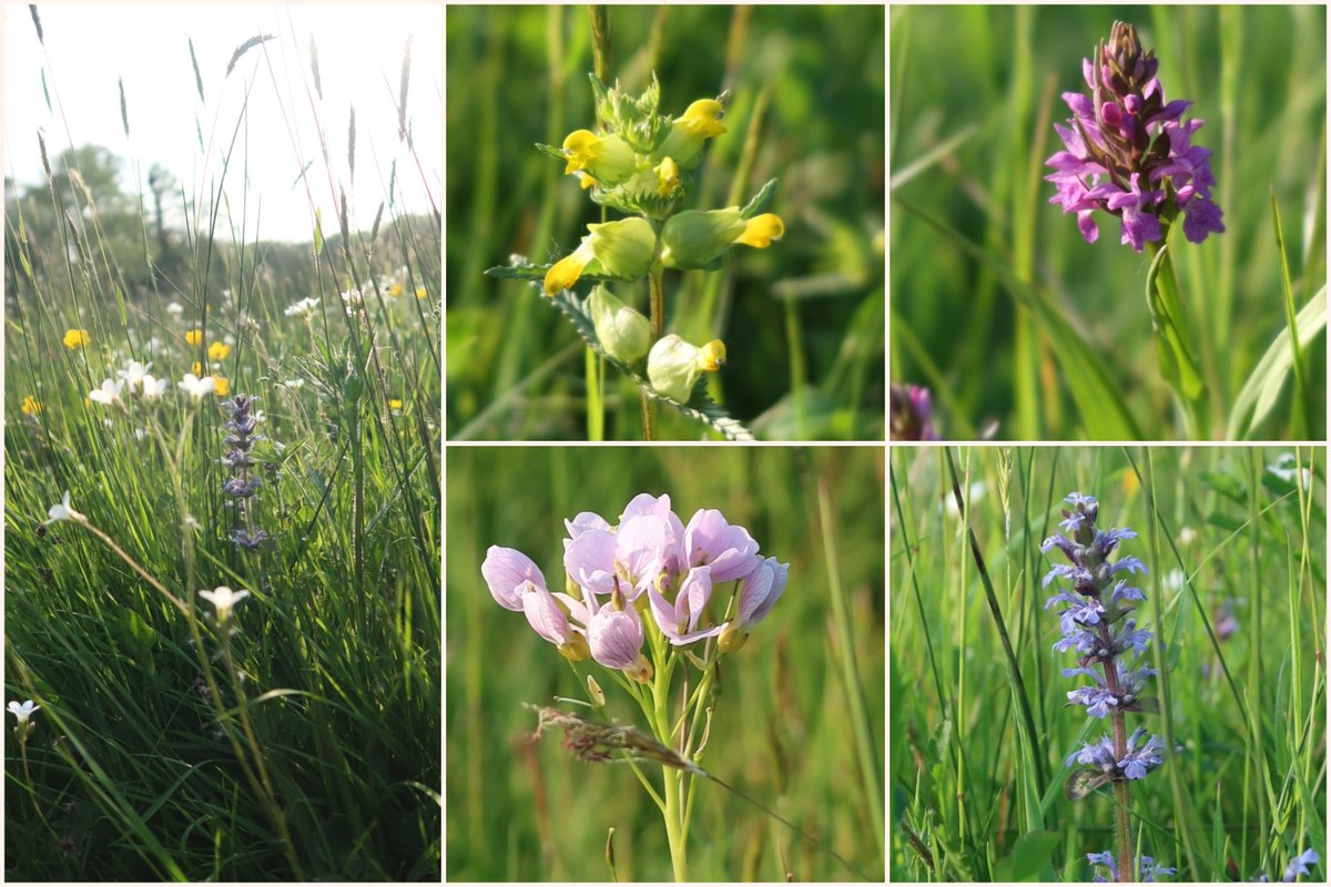 Yellow rattle, the first if the orchids, cuckoo flower and a very blue bugle in the local meadow for #WildflowerHour.
