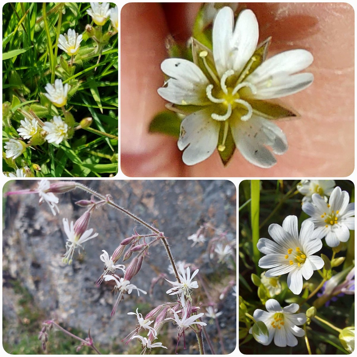 Common mouse-ear (top row) and Nottingham catchfly (sorry this one from last year)  and greater stitchwort #NorthWalescoast #wildflowerhour #pinkfamily