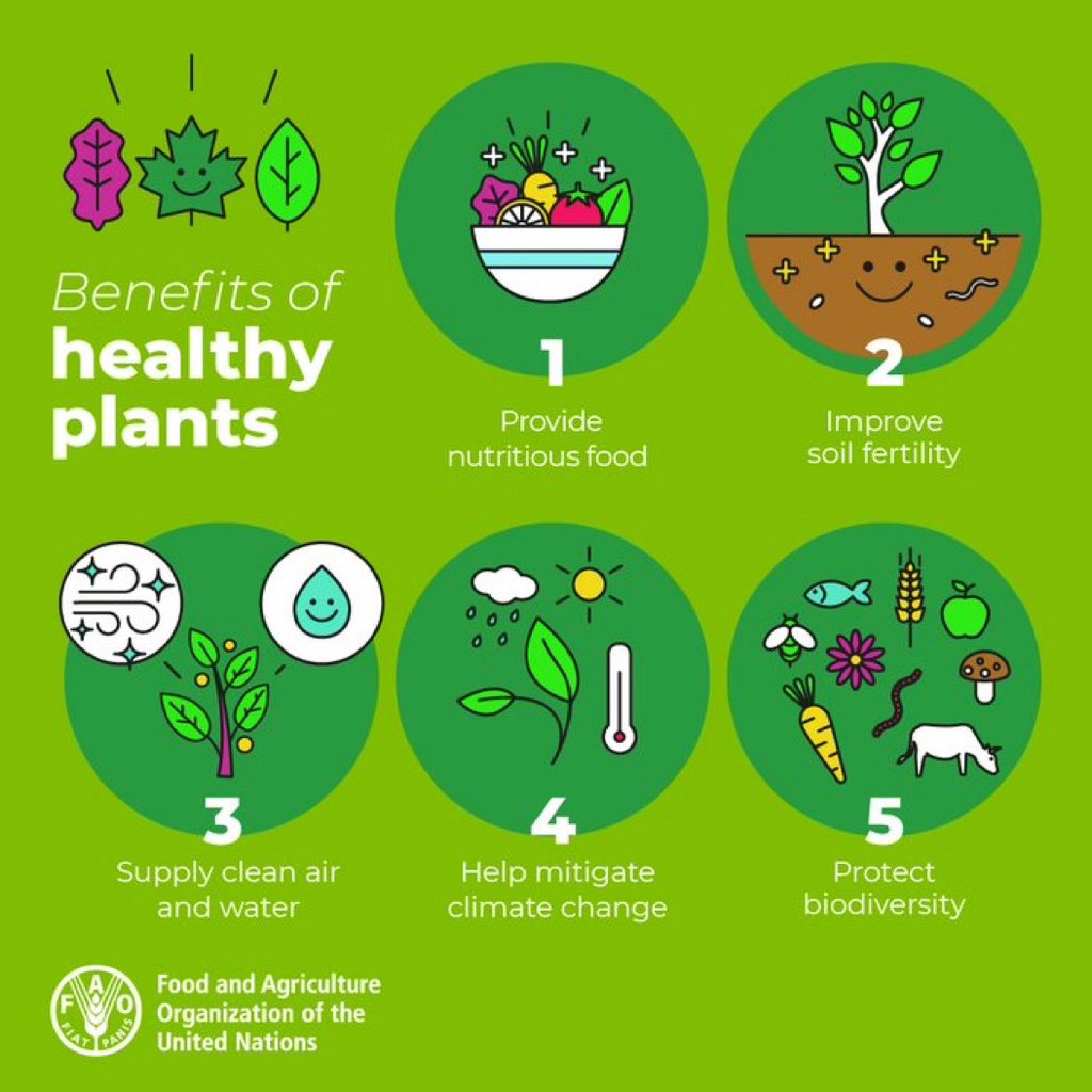 🌱 Protecting #PlantHealth is about more than just plants. 🌎 It's about protecting life. Here are 5 reasons why we need to keep our plants healthy 👇🏾 #PlantHealthDay #AgInRwanda