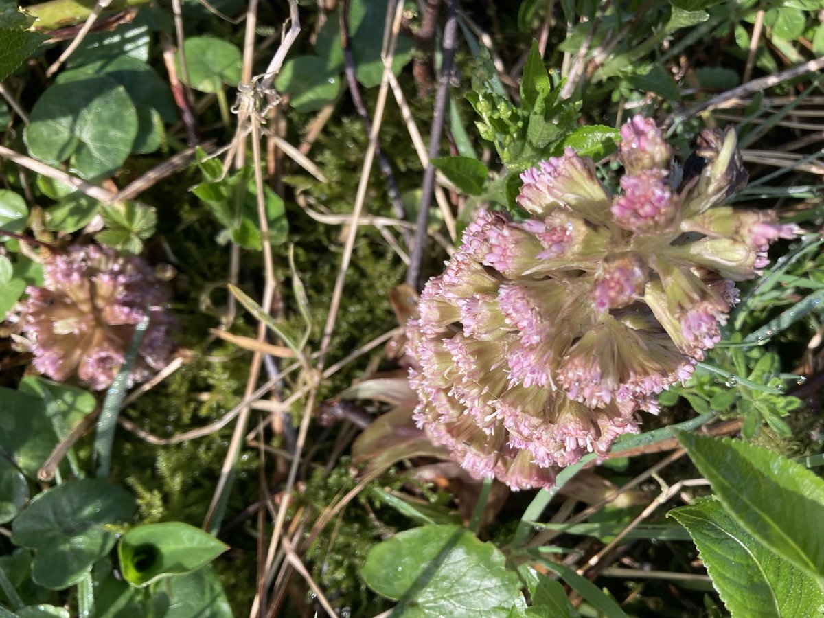 Red Dead Nettle, Forget-me-nots, Fleabane and Butterbur for #WildFlowerHour