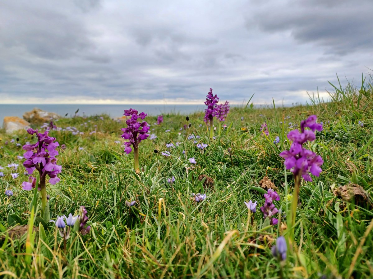 A gaggle of Green Winged Orchids with a smattering of Squill #wildflowerhour #ntpembrokeshire