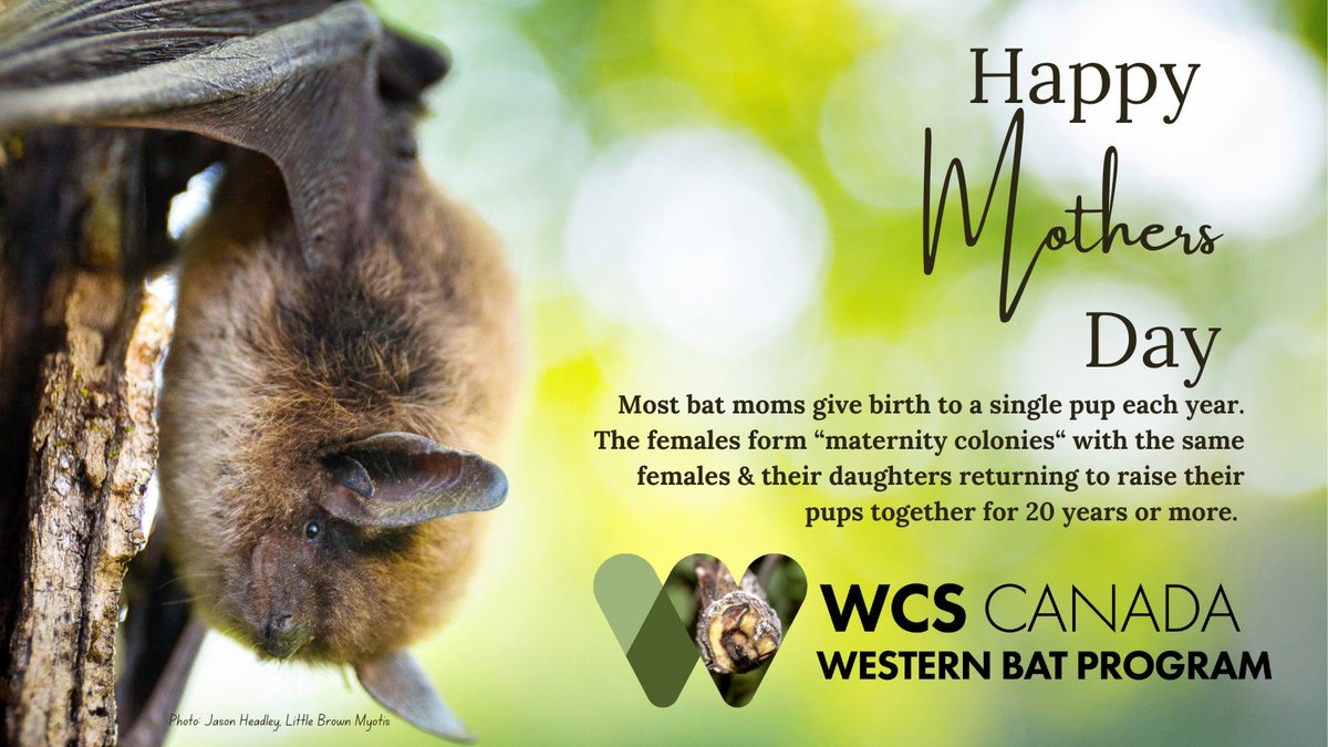 Happy Mother's Day to all the moms out there. Bat moms are good moms. And the moms cluster together in 'maternity' colonies to raise their pups together (year after year). With long lives (of sometimes more than 30 years) these girls form strong social groups. #GoodMothers