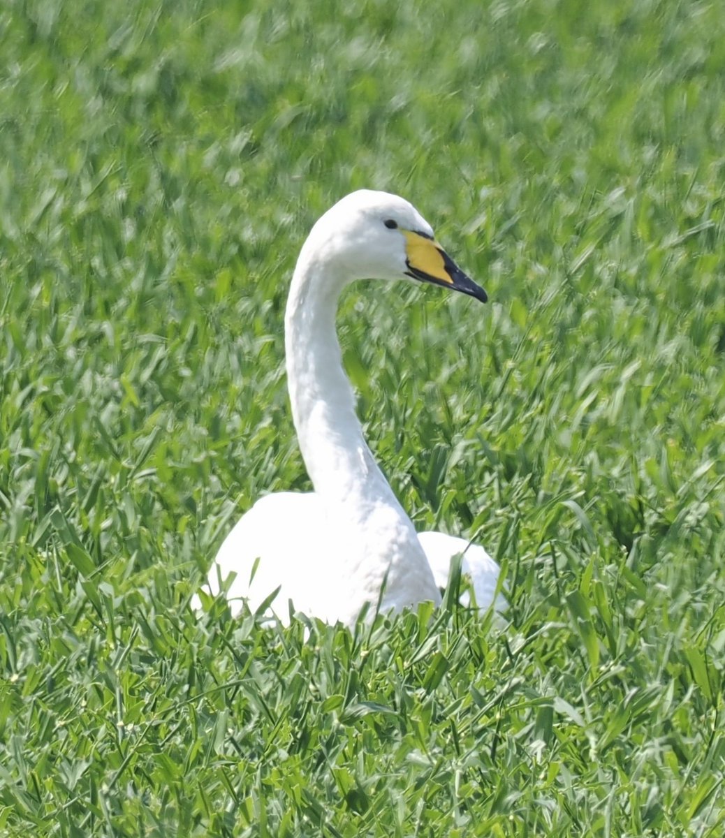 Donna Nook NNR today: Hobby, Wood Sandpiper, Wheatear and a Whooper Swan that missed the last flight back to Iceland.