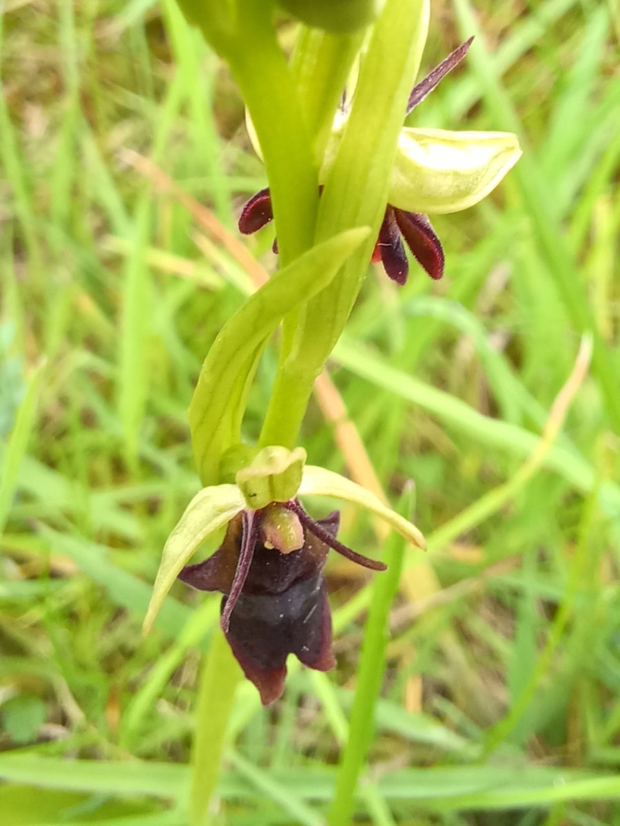 #WildflowerHour Fly orchids (Ophrys insectifera) Cumbria.