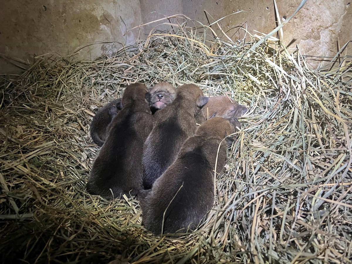 Exciting news and just in time for #MothersDay! Five critically endangered American Red Wolf pups were born at our off-site facility. The adorable & healthy pups are growing fast-and are the latest success in recovering this critically endangered species. pdza.org/recovering-a-s…