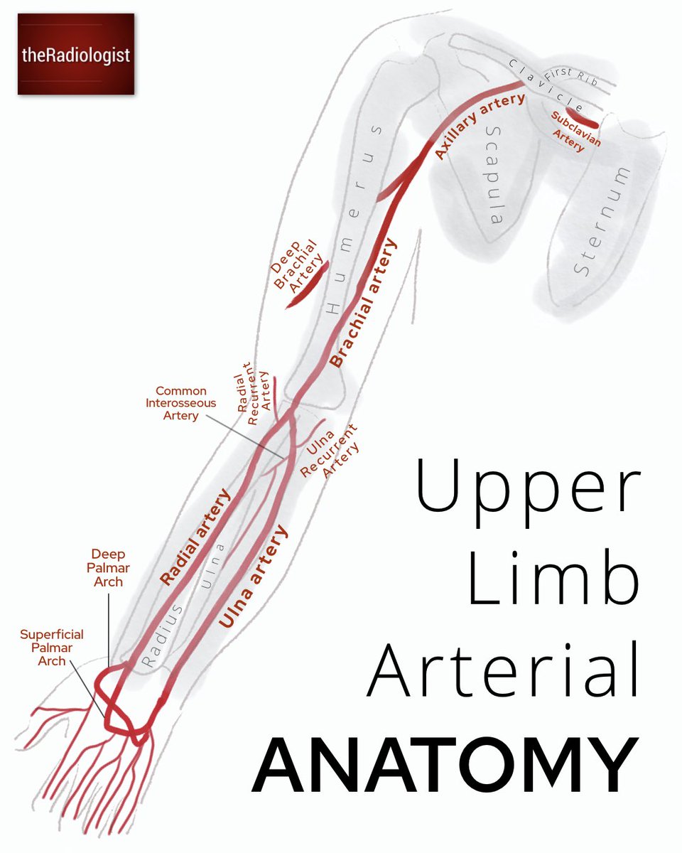 Upper limb venous and arterial anatomy