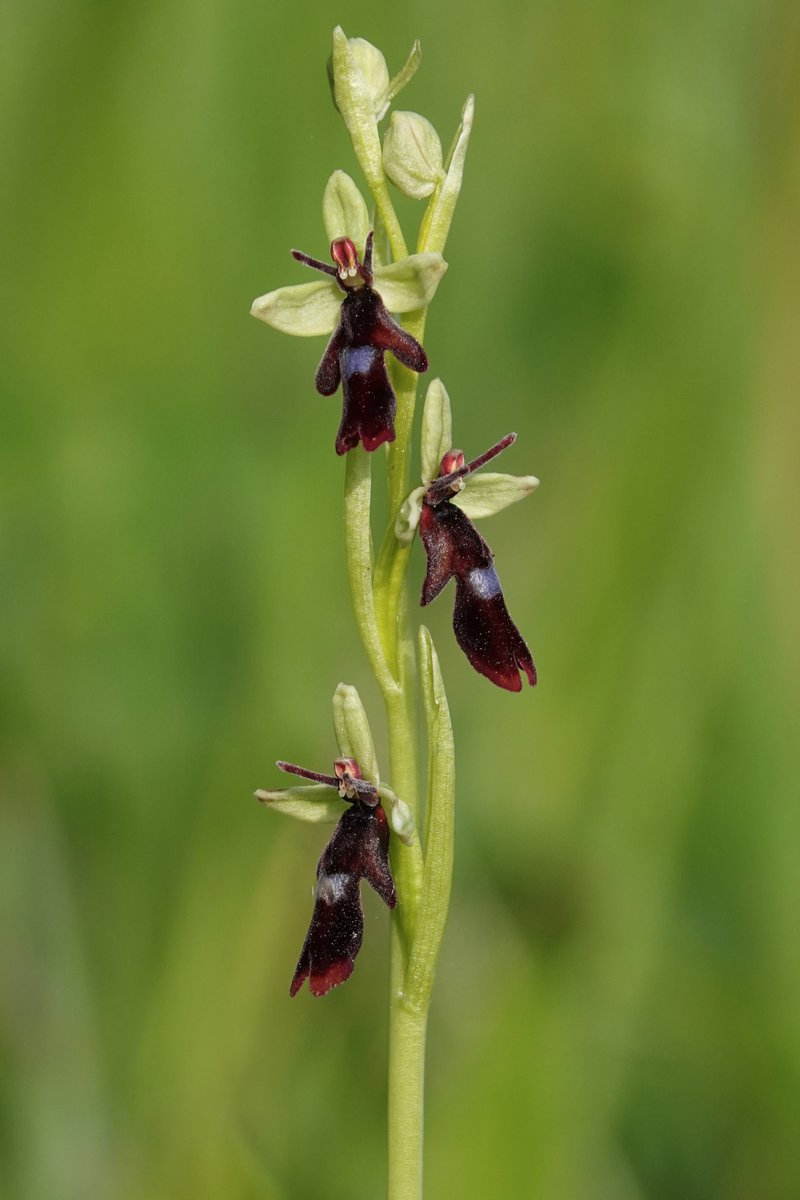 A fresh Fly Orchid (Ophrys insectifera) in Dorset 11.05.24. A small and easily overlooked species. It can be found in woodland or - as in this case - in meadows and other grassland.
