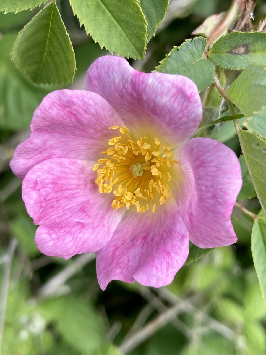 Dog rose this week near Alcester. #wildflowerhour ⁦@BSBIbotany⁩