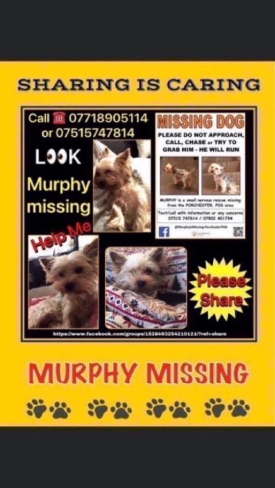 Please RT #stolendoghour 
Have you seen little Murphy 💔? 
He has been missing for nearly two years now from the Paulsgrove area, #Porchester #PO6 
Have you seen him? 🙏  #MissingDog #YorkshireTerrier #stolendog

doglost.co.uk/dog-blog.php?d…