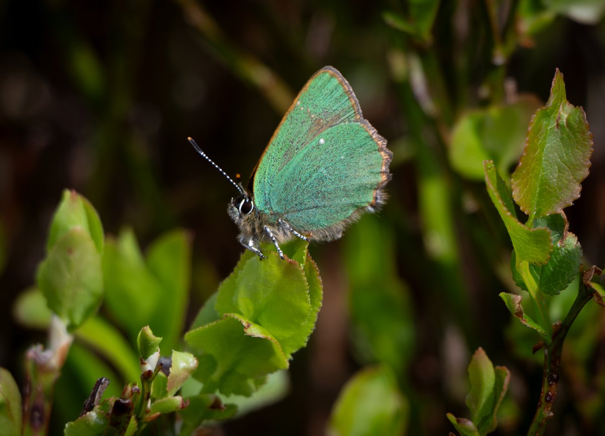 david_gange's tweet image. Today&apos;s red dawn, over hillsides filled with green hairstreaks. Golden waders - plovers &amp;amp; curlew - on the wing.