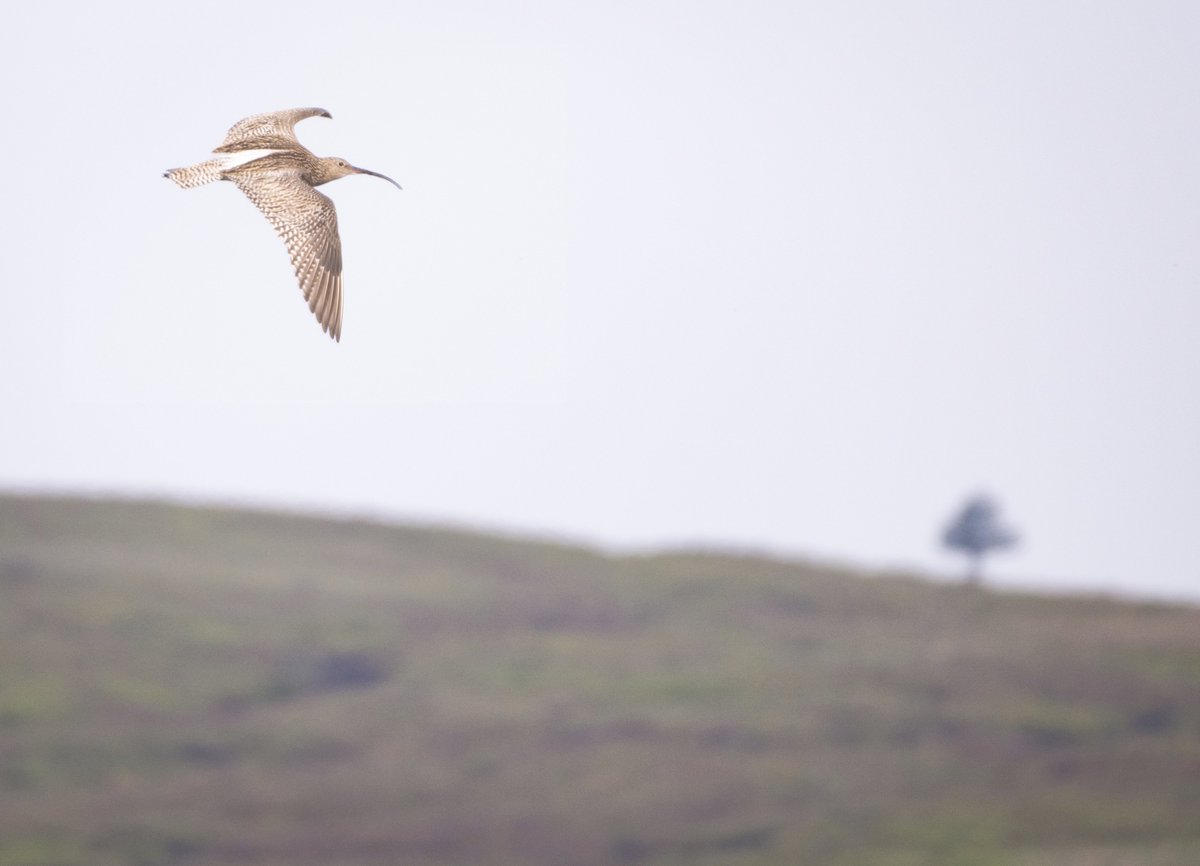 david_gange's tweet image. Today&apos;s red dawn, over hillsides filled with green hairstreaks. Golden waders - plovers &amp;amp; curlew - on the wing.