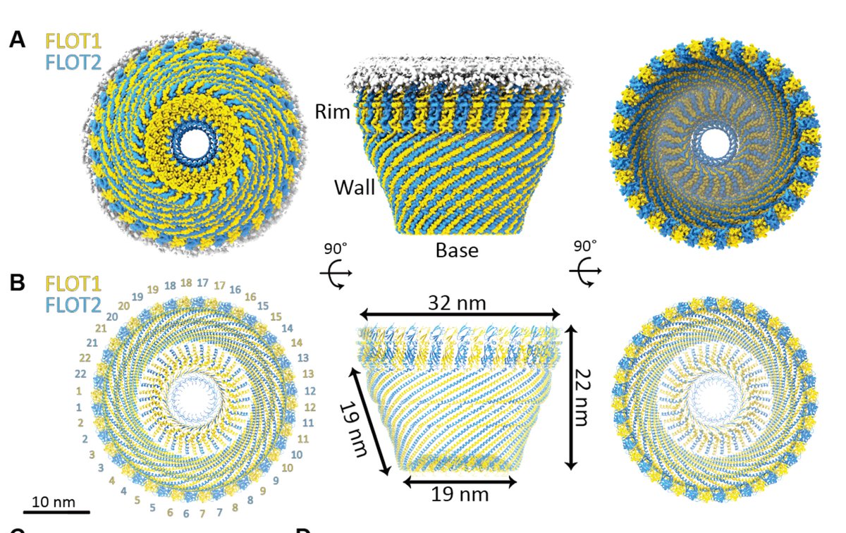 Might attempt to model a flotillin cage using the AlphaFold3 web server was super fun (original paper: biorxiv.org/content/10.110…). Read the thread for a crazy plot twist!🧵👇