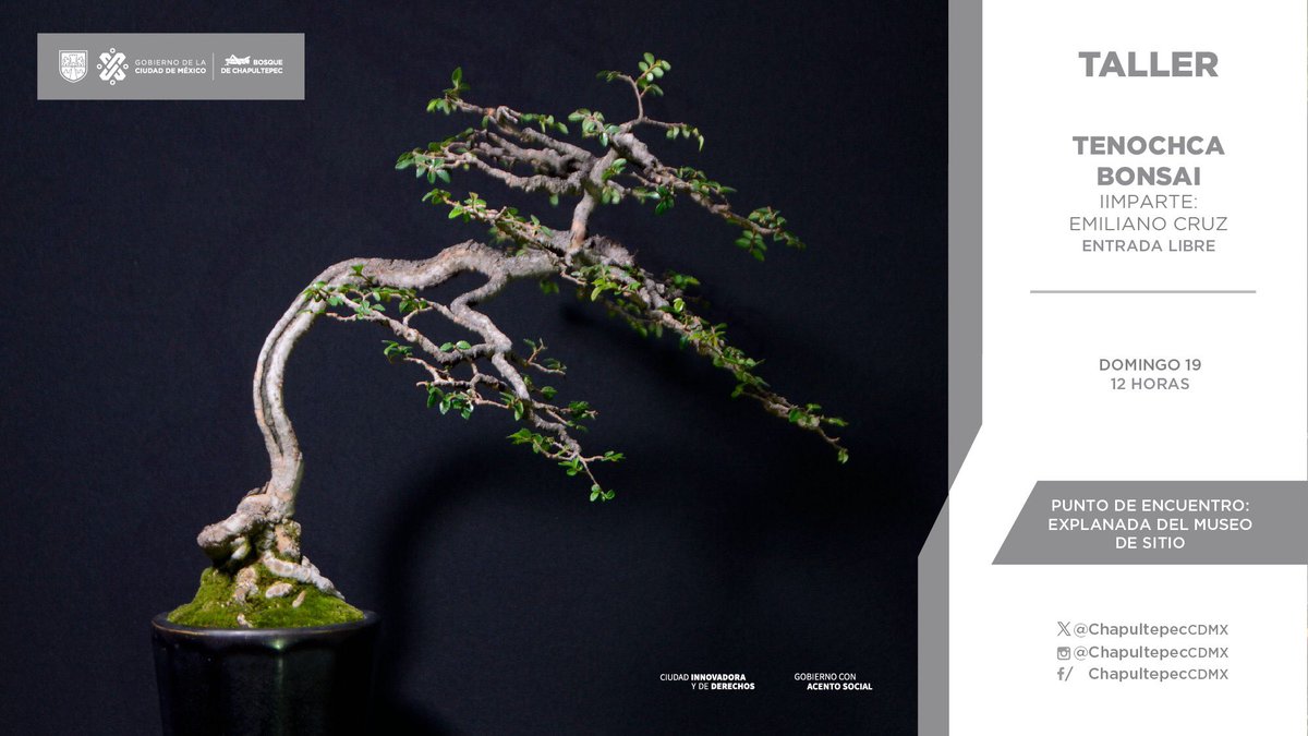 Spaceman0498's tweet image. Este domingo daré una demostración de Bonsai en el Museo De Sitio del Bosque de Chapultepec para quienes estén interesados, espero verles por ahí