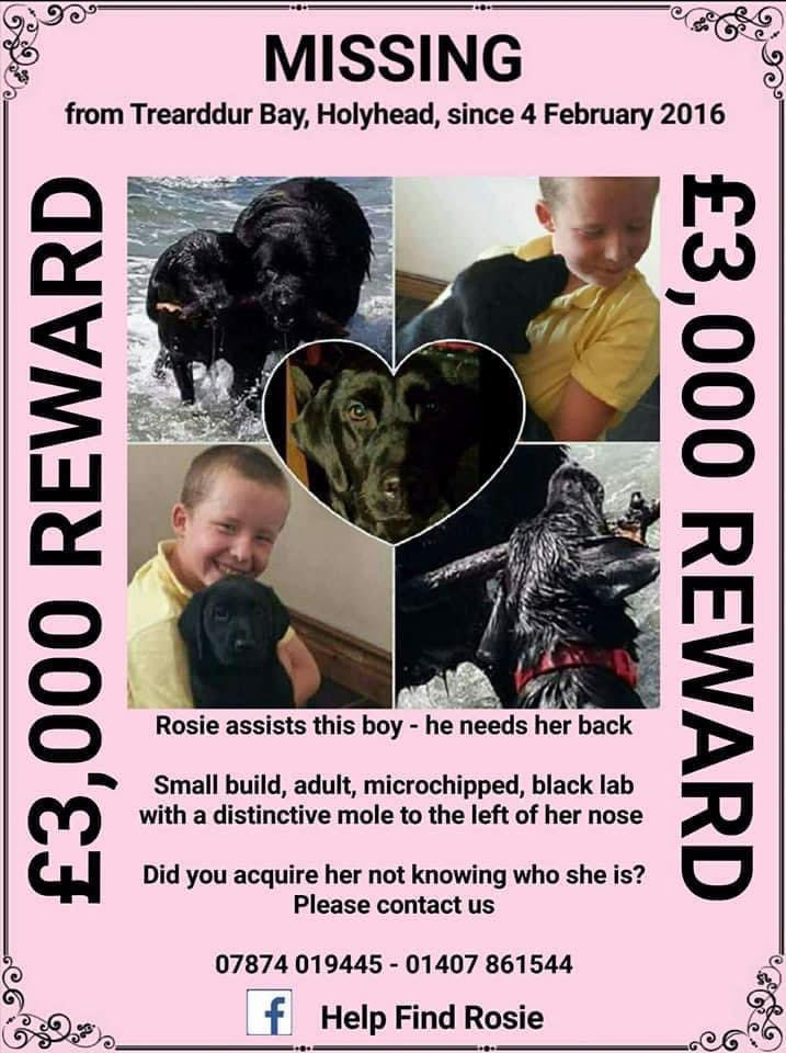 #StolenDogHour ROSIE MISSING SINCE 4/2/16 She was an assistance dog, this theft was traumatising for her owner, a young boy Small built black adult #Labrador A distinctive mole to left of her nose #Holyhead TREARDDUR BAY AREA doglost.co.uk/dog-blog.php?d… @ruthwill64 @gelert01