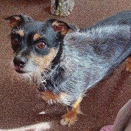 #LOST #DOG OZZIE Adult #Male #Terrier X Black & Tan Grey around Face Wearing Collar & I.D. #Neutered Missing from Lizard Point Holiday Park #Parkdean nr #Mullion #Cornwall #TR12 South West Friday 10th May 2024 #DogLostUK #Lostdog #ScanMe doglost.co.uk/dog/192141
