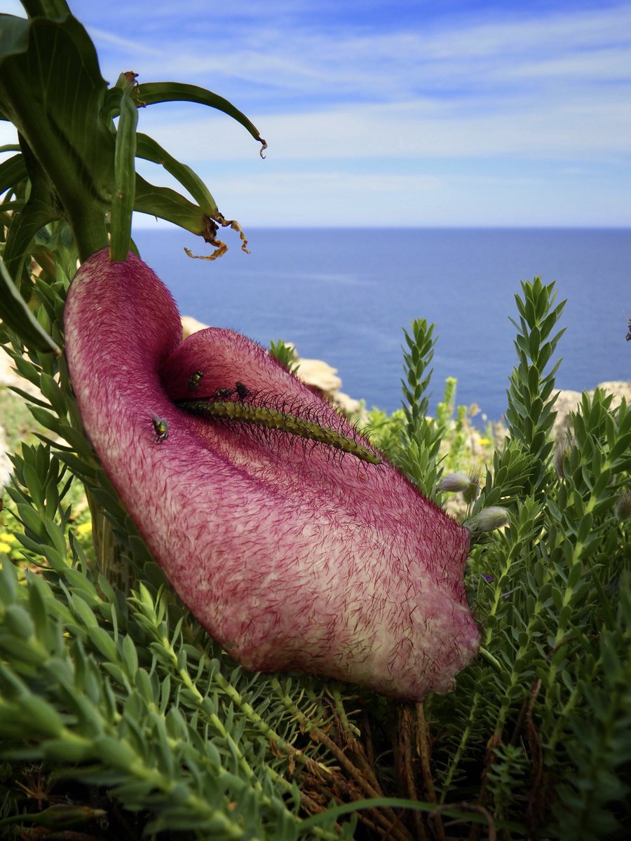 Sols en les illes tirreniques podem veure aquesta meravella de la Natura. Tot un exemple d'evolució, d'adaptació, de VIDA. Helicodiceros muscivorus(L. fil.) Engl. Rapa mosquera.06.05.1024 #Menorca #BalearsNatura #MenorcaBiosfera #biodiversity #biodiversitat #wildflowers #Nature