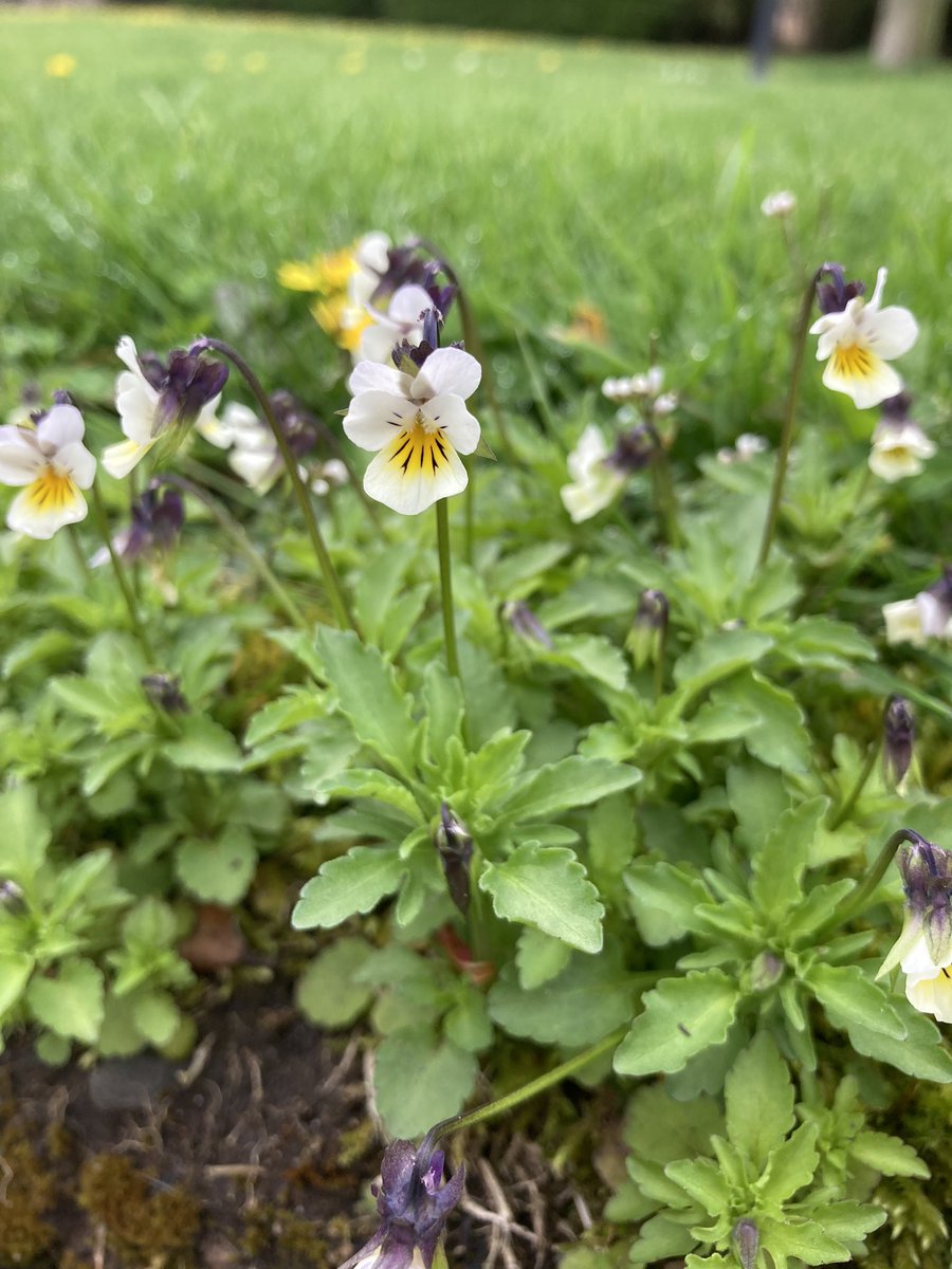 Pretty field pansy #wildflowerhour