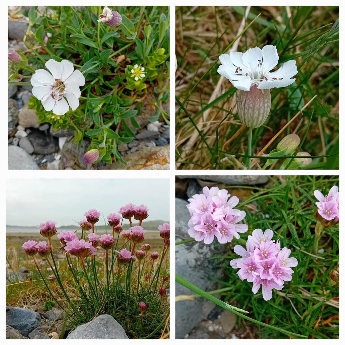 Coastal conundrum: a white pink, and a pink pink that's not a pink! Sea campion (Silene uniflora) is in the #PinkFamily, but Sea Pink or Thrift (Armeria maritima) is in Plumbaginaceae, with the sea-lavenders. @BSBIbotany @wildflower_hour #wildflowerhour #wildatlanticway