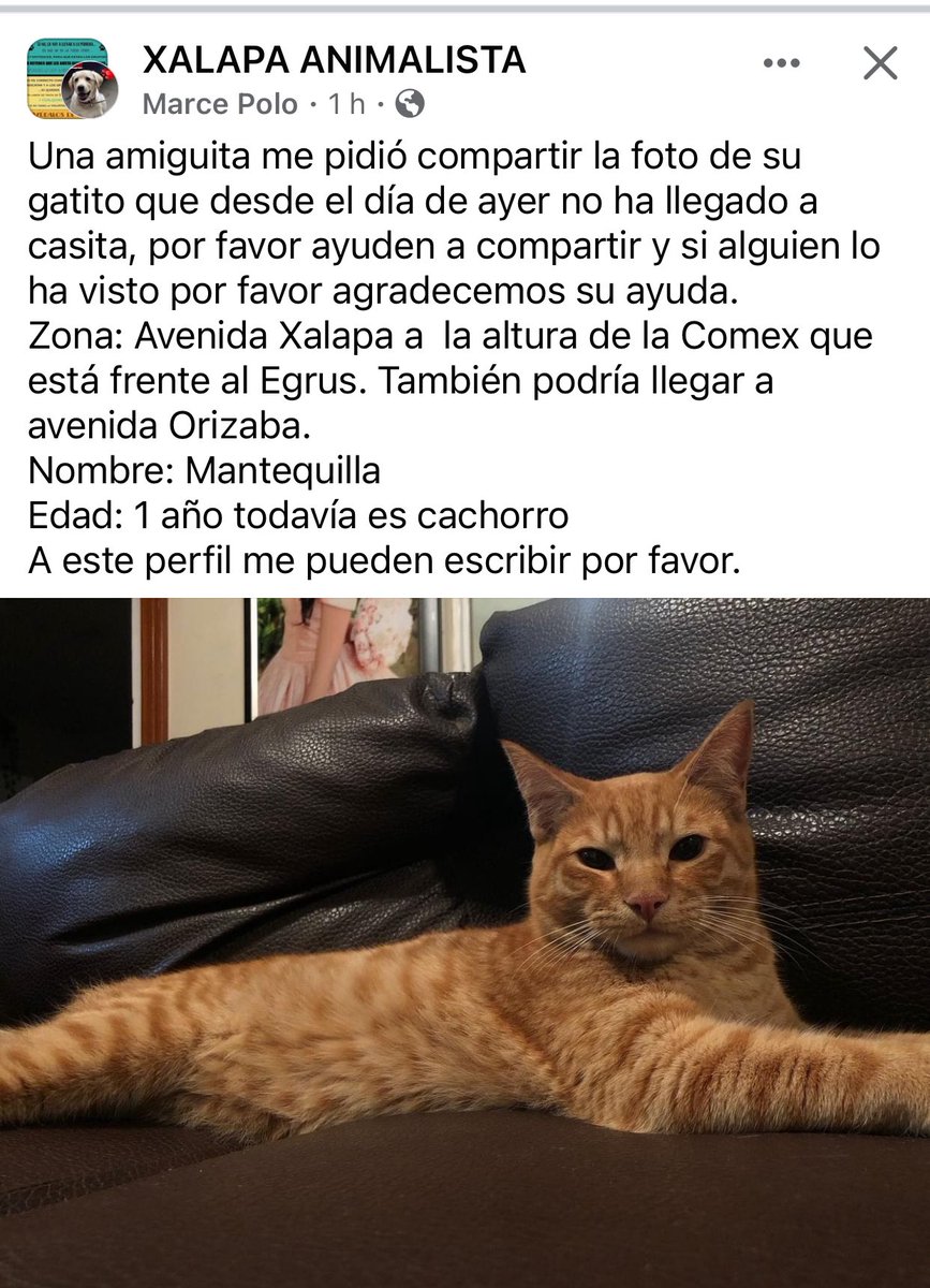 RT🐱🐶 #Xalapa @AbelMucino @PacoDizfinck @pilykuera @aasullegna @VialidadXalapa @RoxanaAAT @mayteponm @mageba04 @anicienta_6 @tierraverde1943 @sara_juarez @marydebeck @penelopemoncayo @Mtra_Shaira @camellinlove @Corintiacruz @ColonosAnimas @CECILLIA36 @SOMOS_XALAPA @rociosaiz