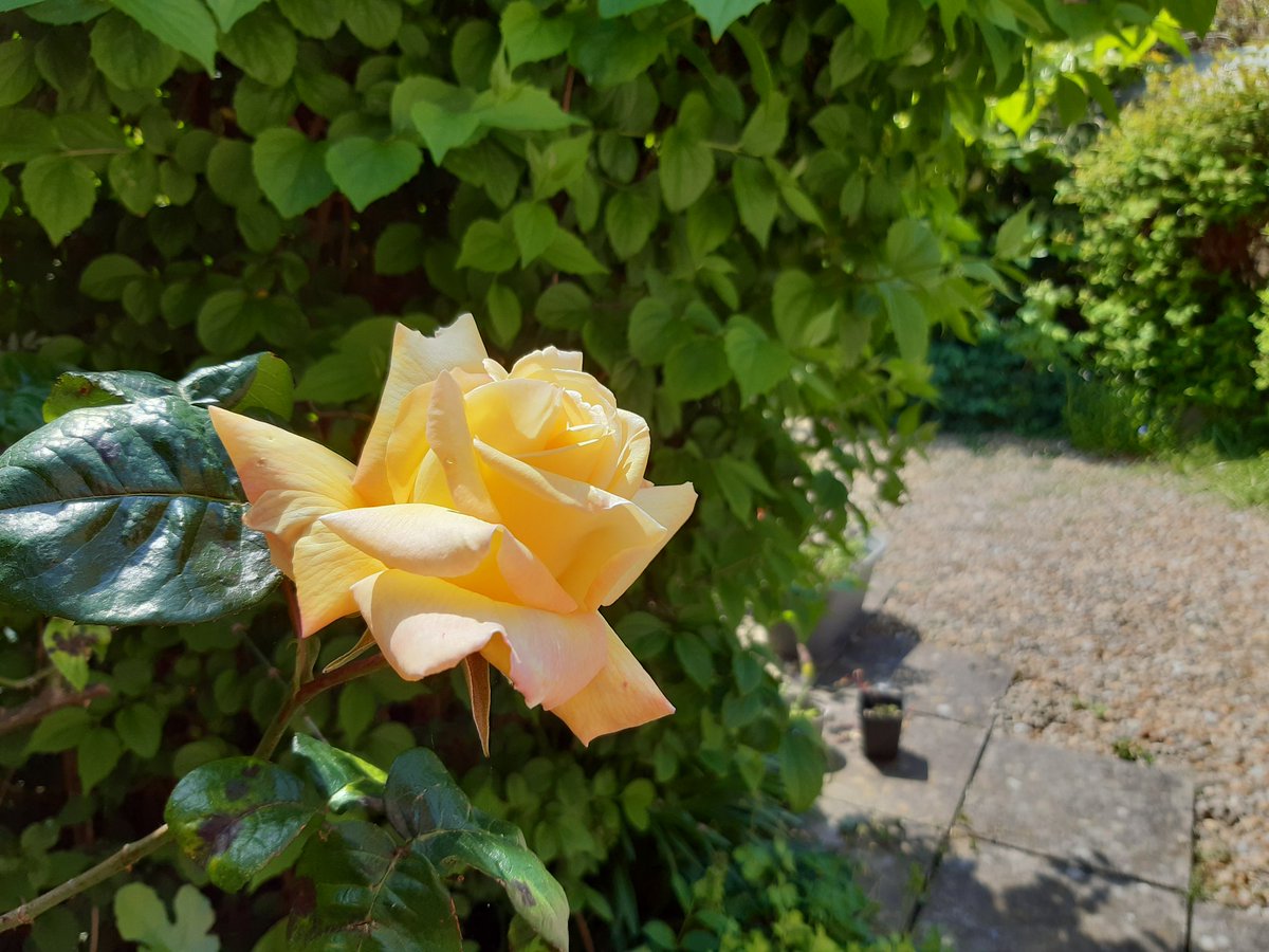 Rose in my garden for #FlowerReport